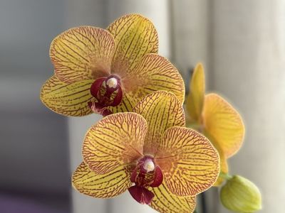 Gorgeous orchid flower live house plants