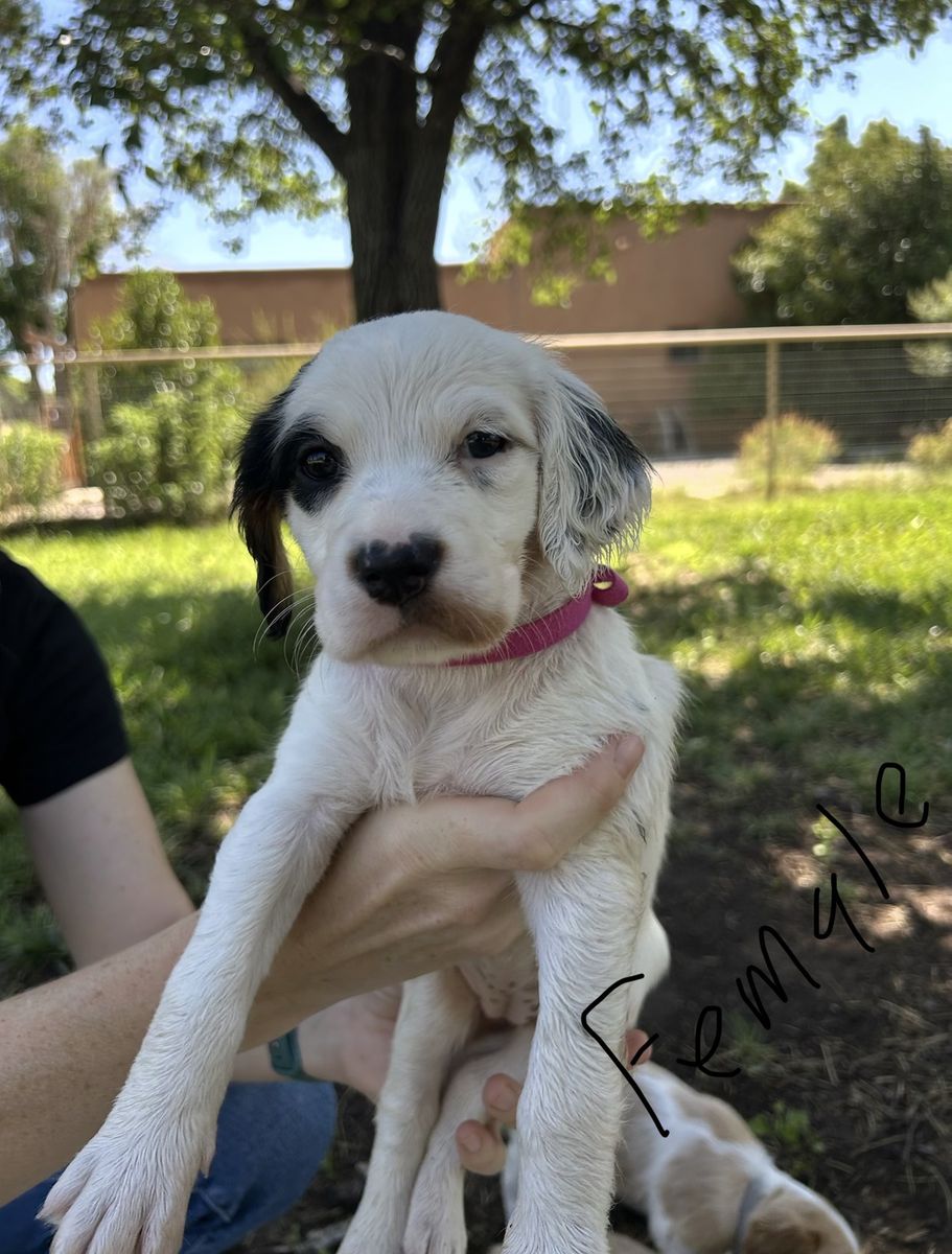 English Setter Puppies – Out of Proven Hunting Parents – Utah Valley Delivery Aug 23