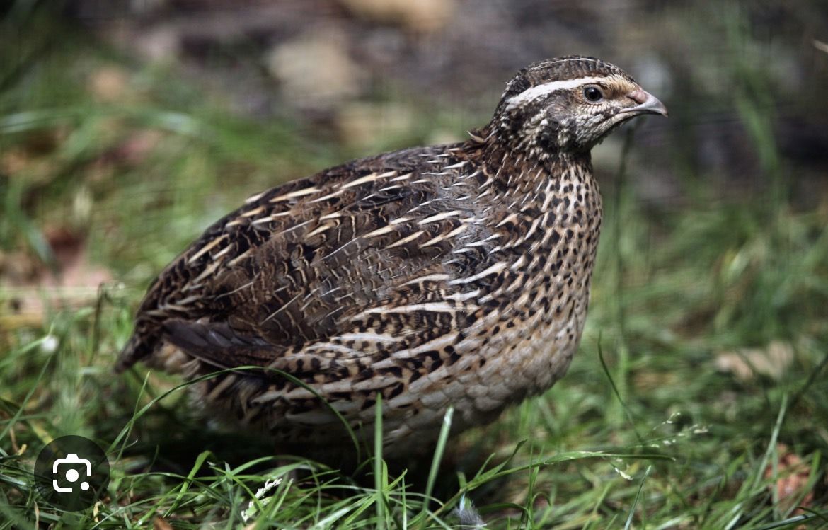 FREE Coturnix quail - roosters