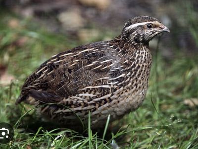 FREE Coturnix quail - roosters