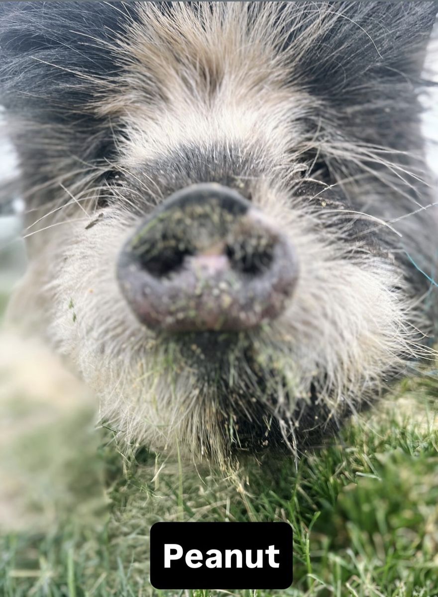 Kune Kune Proven Boar