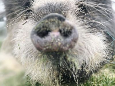 Kune Kune Proven Boar