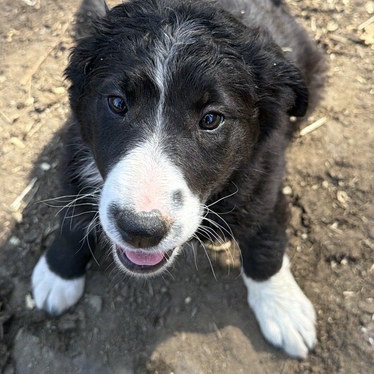 Puppies !!!!