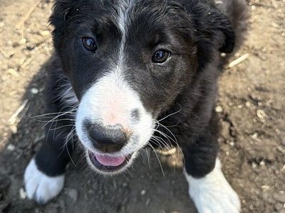 Puppies !!!!