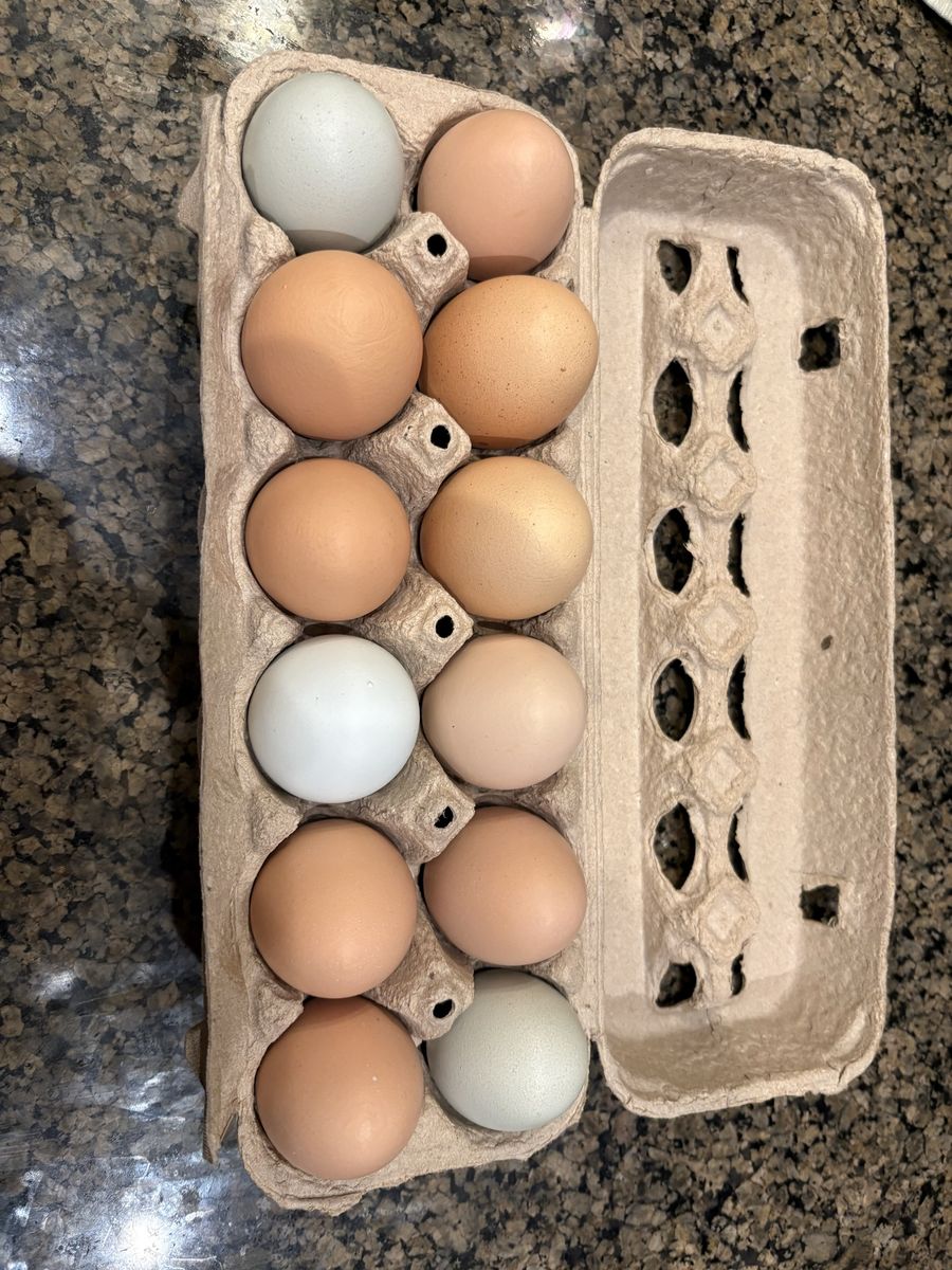 Fresh Eggs