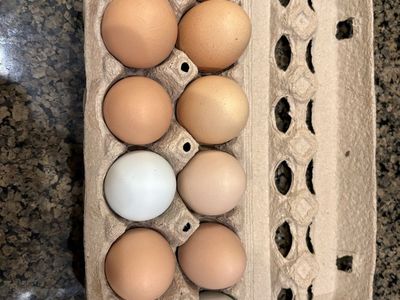 Fresh Eggs
