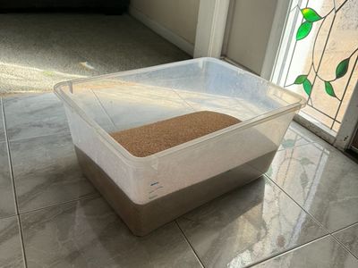 Clean Beaeded Dragon Egg Sand