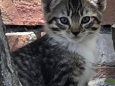 Kitten