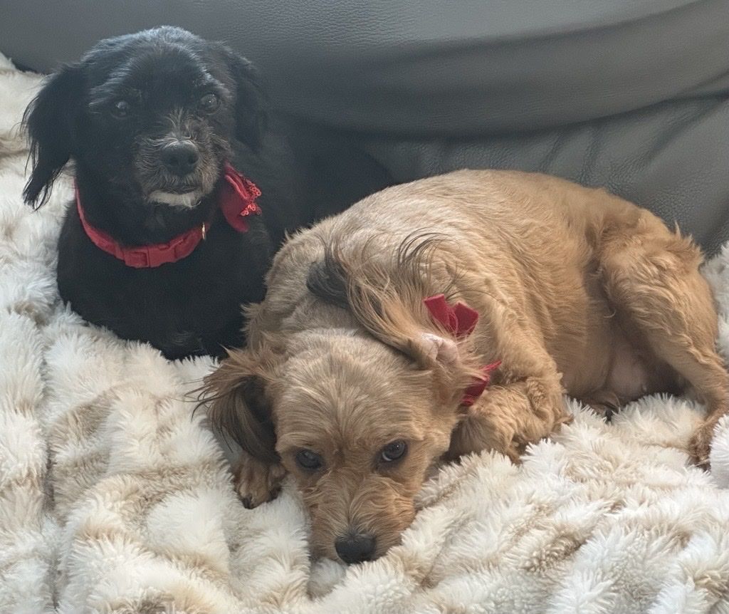 Two Sweet Adult Dogs - Poodle Mix