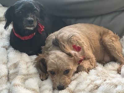 Two Sweet Adult Dogs - Poodle Mix