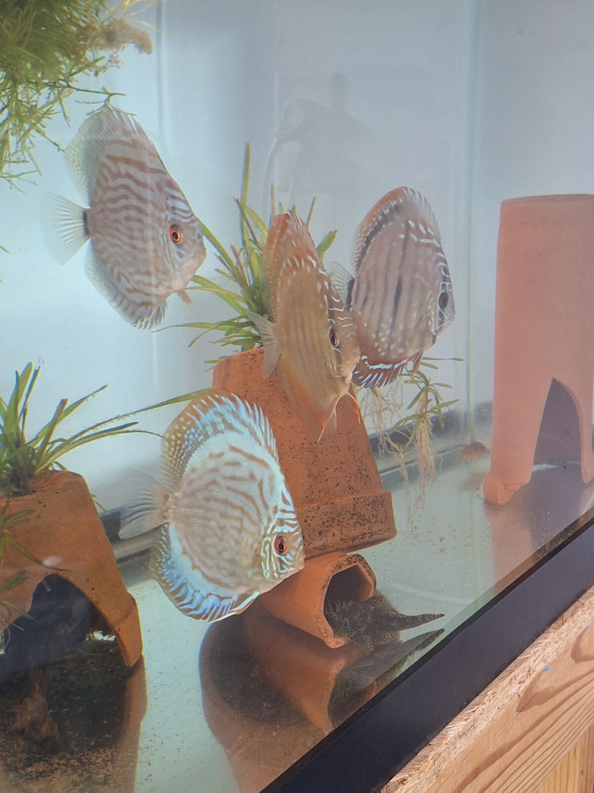 4–4.5 Inch Discus for Sale — High‑Quality Crosses