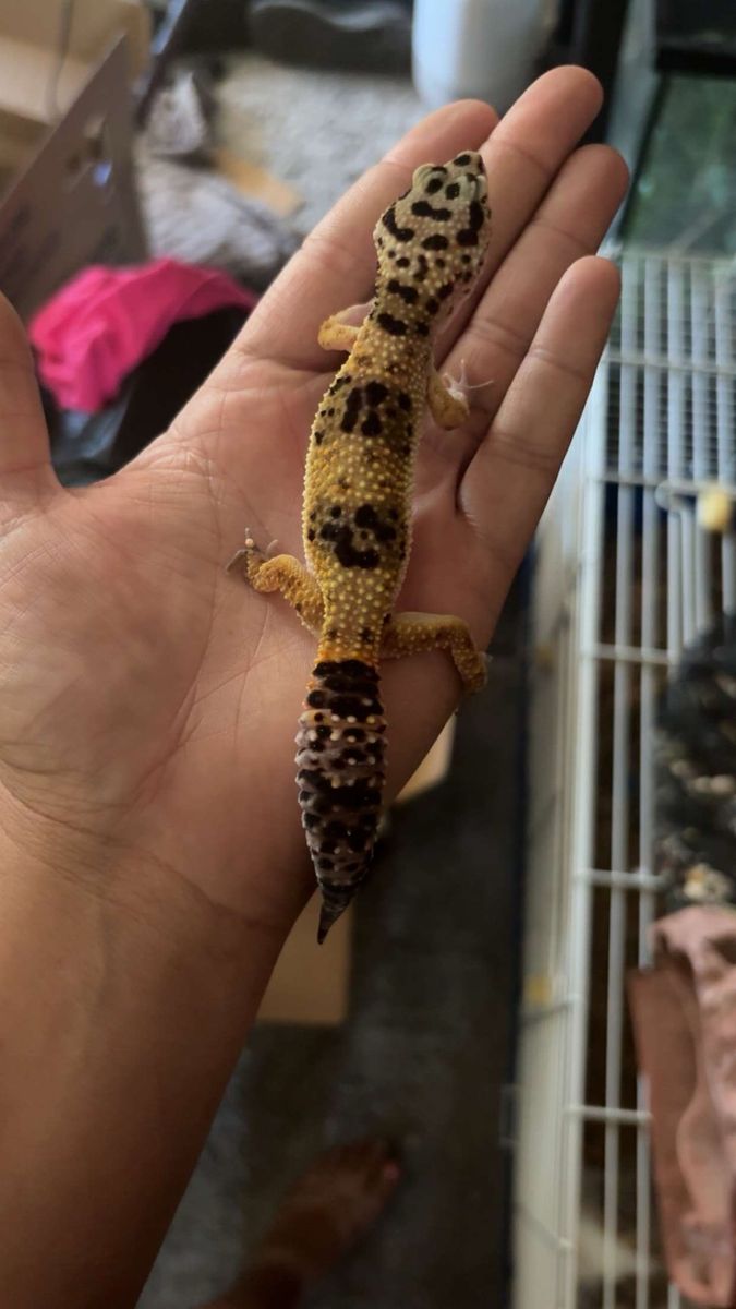 Leopard gecko