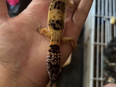 Leopard gecko