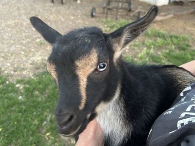 Nigerian Dwarf Goats