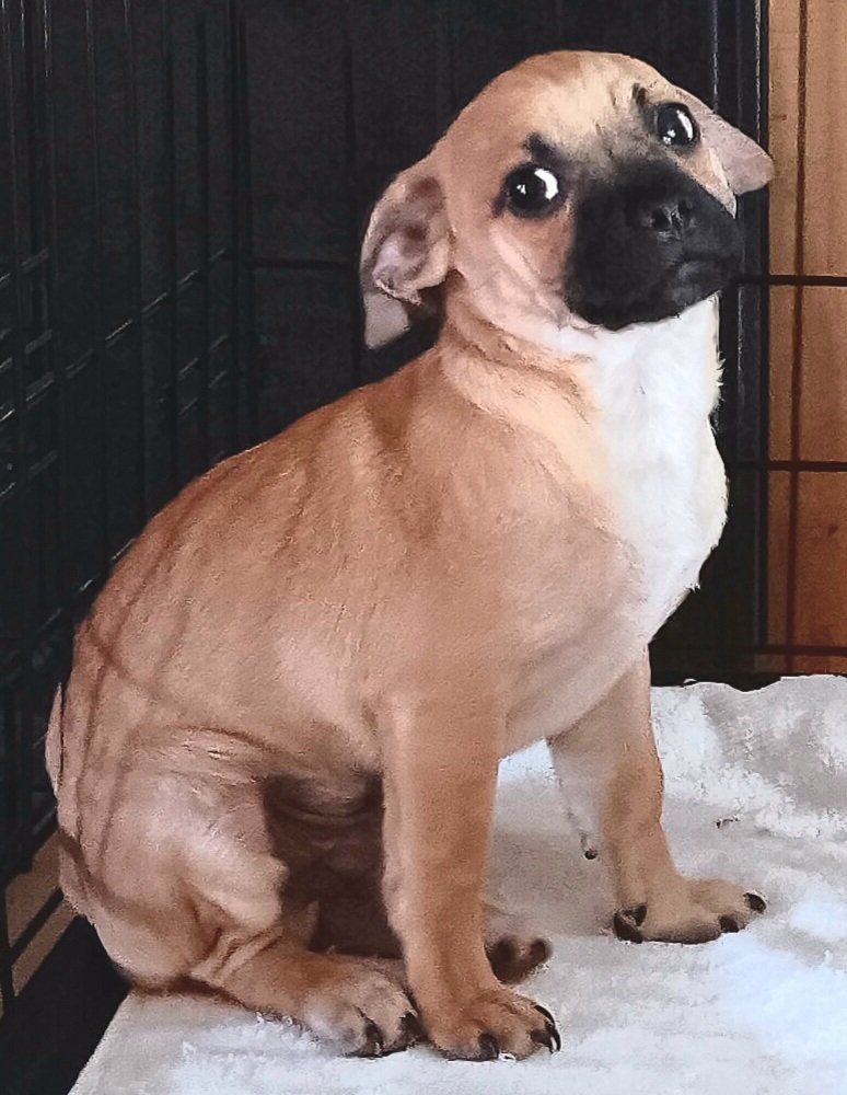 *LAST* Cutest Chihuahua/ Pug Male Puppy (Chug)