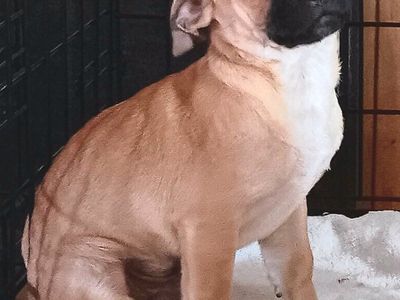 *LAST* Cutest Chihuahua/ Pug Male Puppy (Chug)