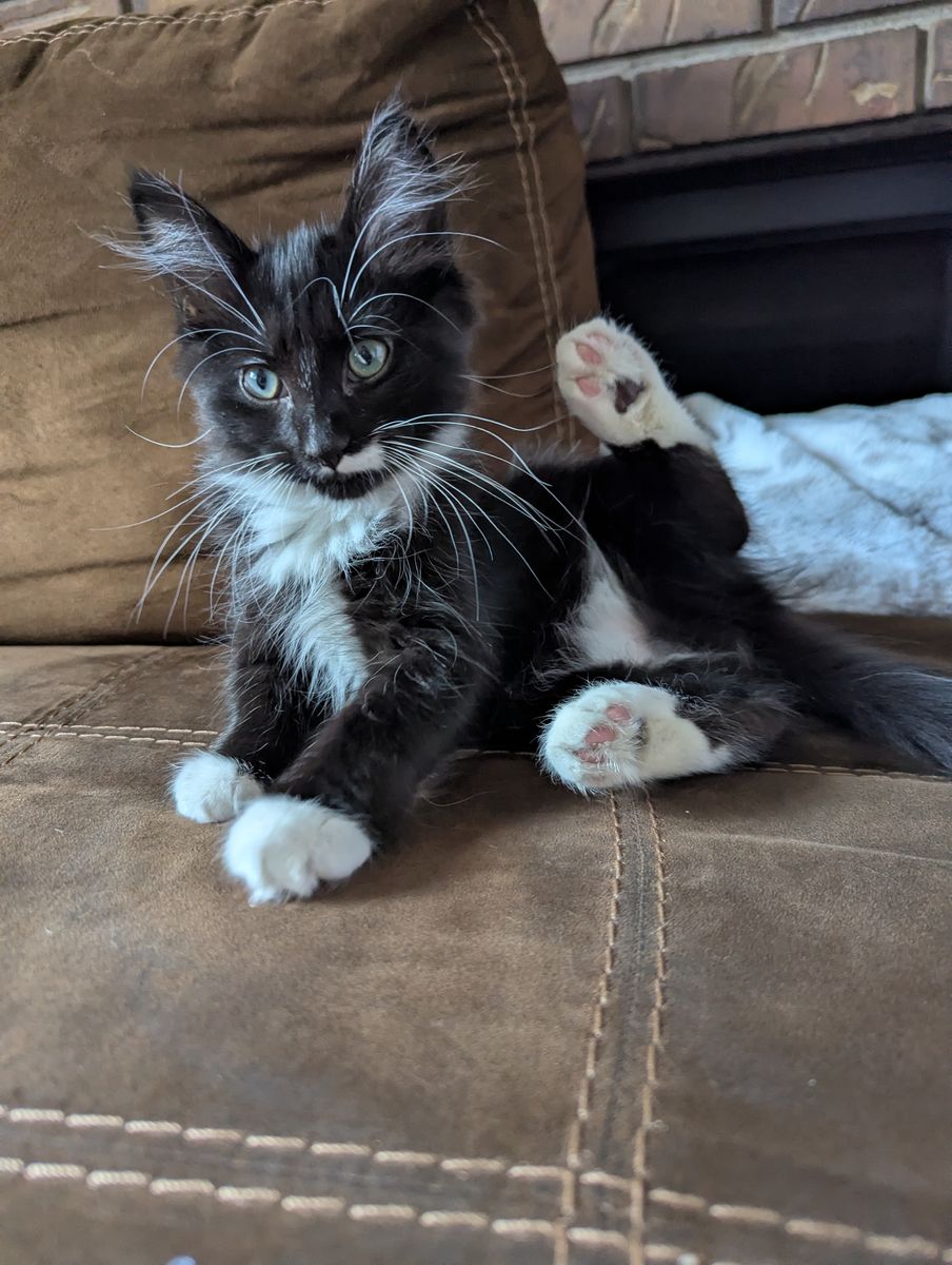 Kitten Adoption! Tuxedo Male Kitten 12 weeks old!