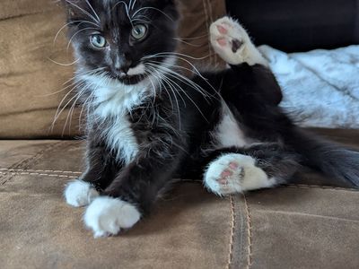 Kitten Adoption! Tuxedo Male Kitten 12 weeks old!