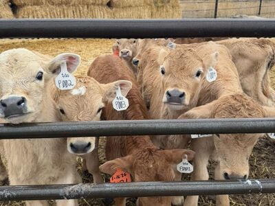 We Buy Bottle Calves