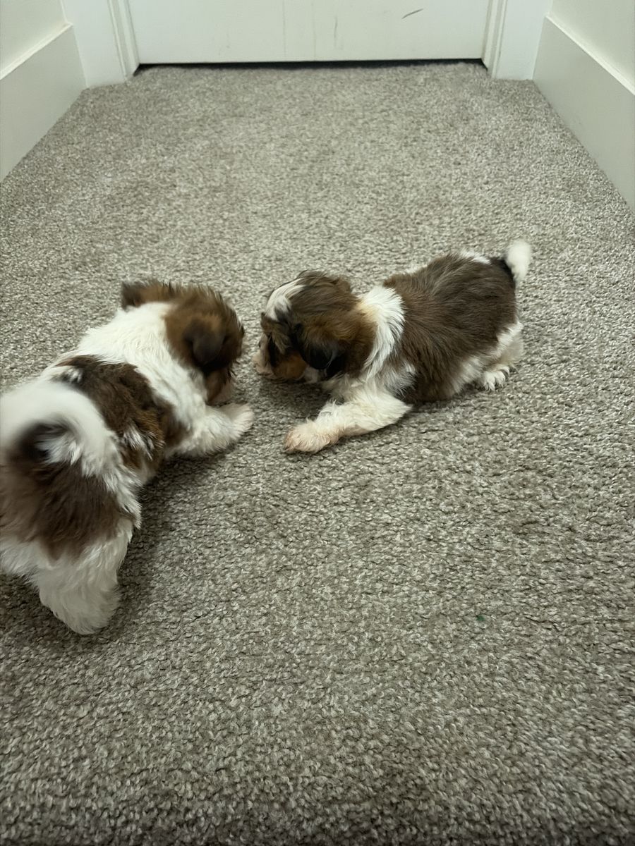Shih Tzu puppies