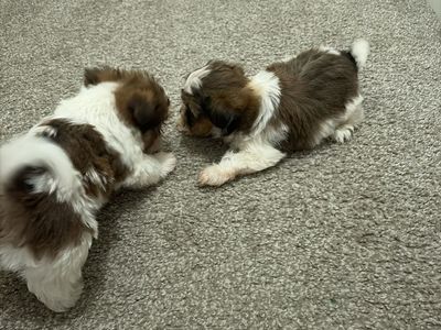 Shih Tzu puppies