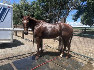 13yo mare (barrel horse)