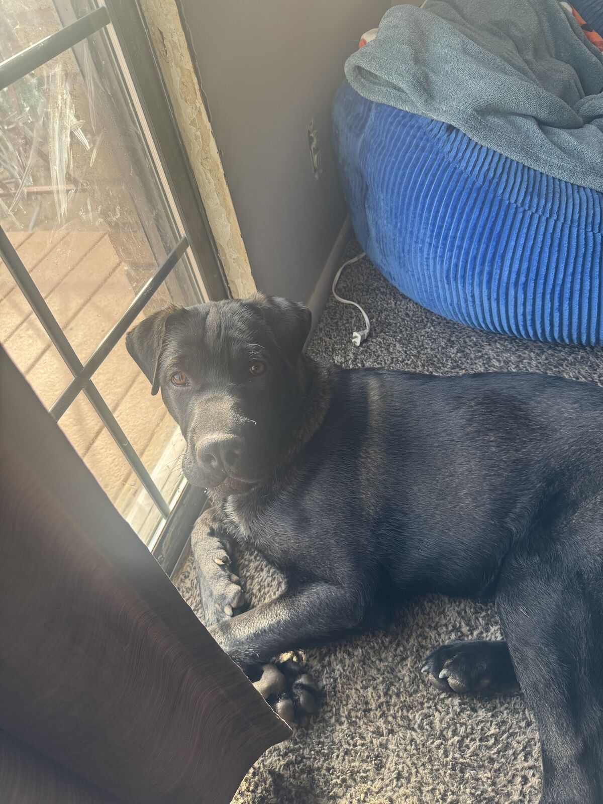 Looking for forever home.