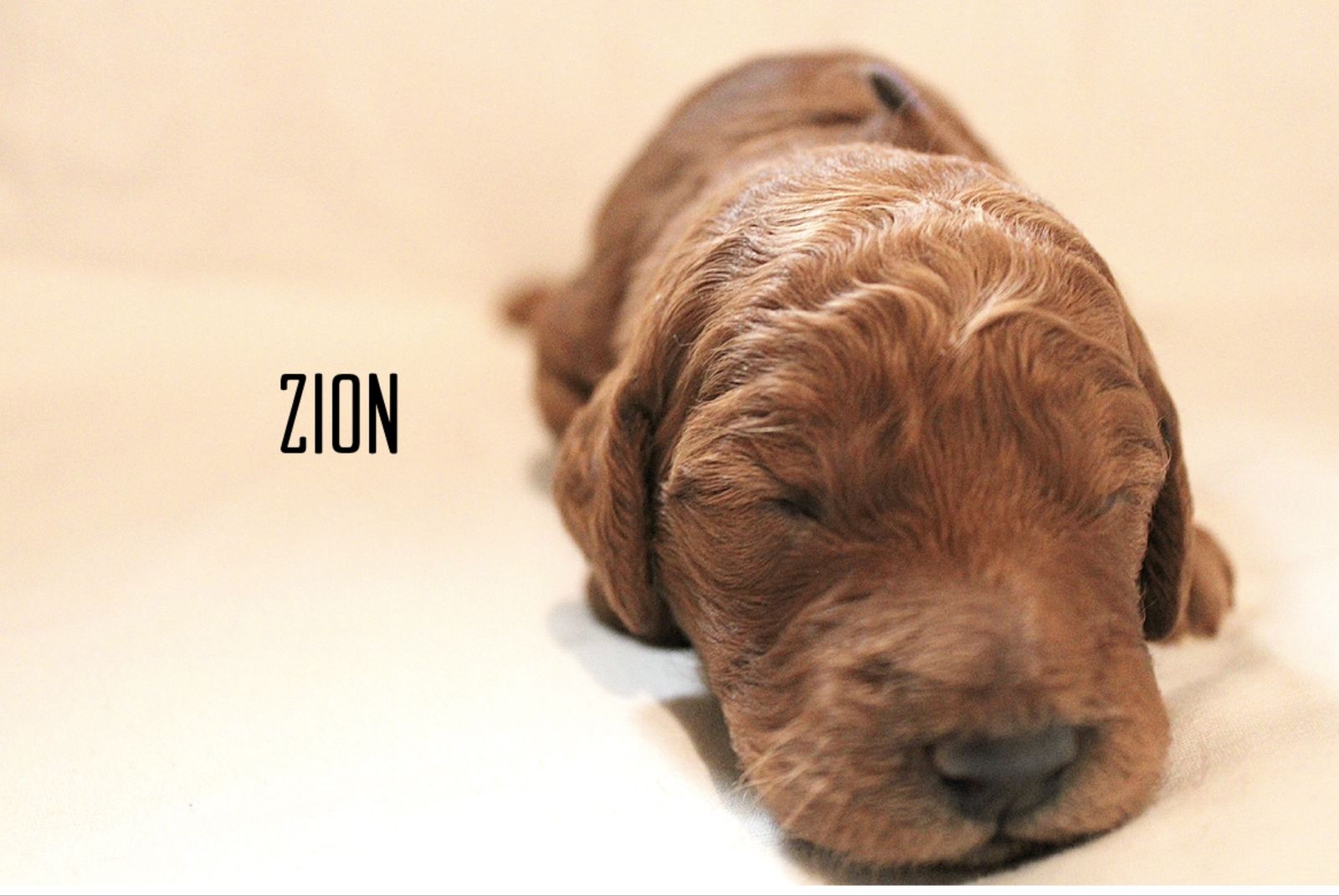 Mountainside Goldendoodle F1b Puppies - Medium Size, Dark Red, Ethical Breeder