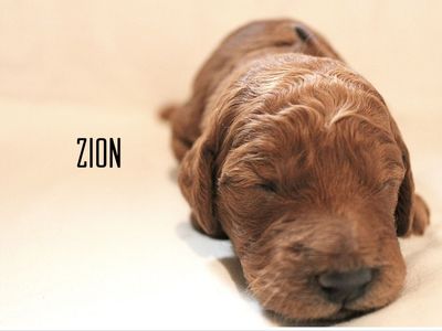 Mountainside Goldendoodle F1b Puppies - Medium Size, Dark Red, Ethical Breeder