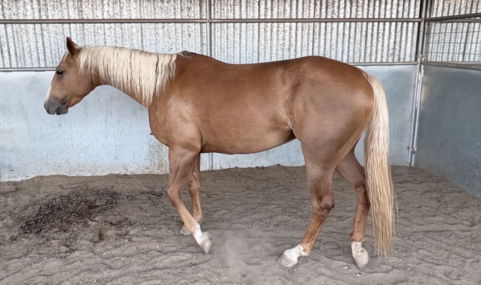 2021 Fort Ranch bred mare