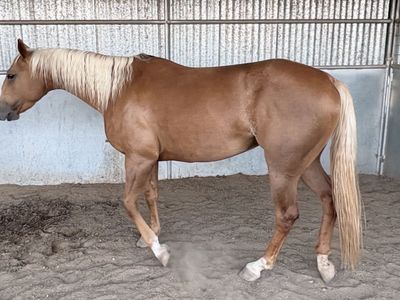 2021 Fort Ranch bred mare