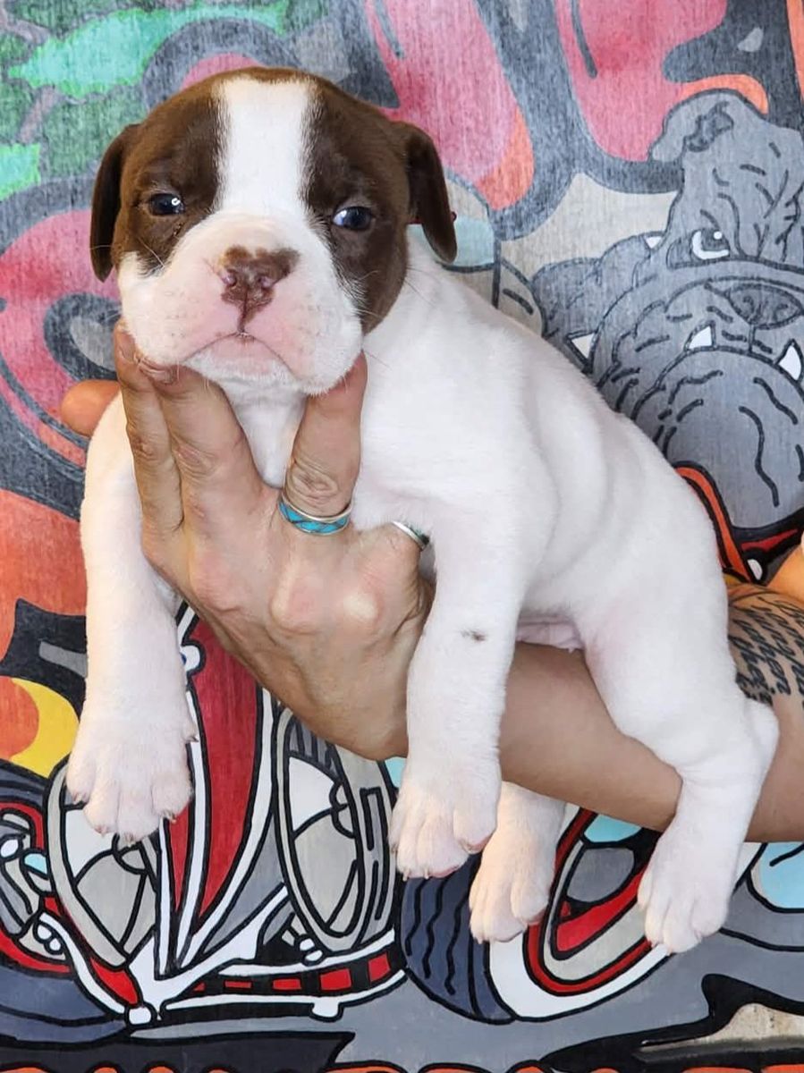 IOEBA Registered Olde English Bulldogge Puppies 