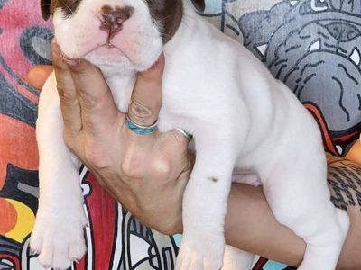 IOEBA Registered Olde English Bulldogge Puppies