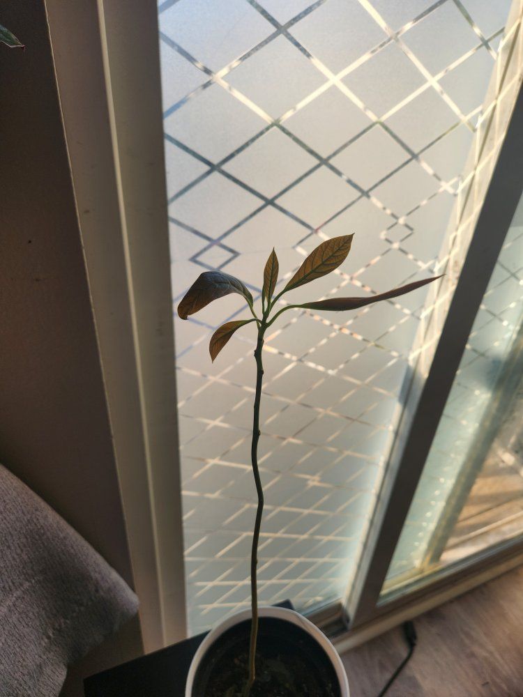Avocado Plant Seedlings - Young Indoor Potted Plant, Healthy Growth