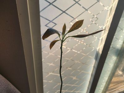 Avocado Plant Seedlings - Young Indoor Potted Plant, Healthy Growth