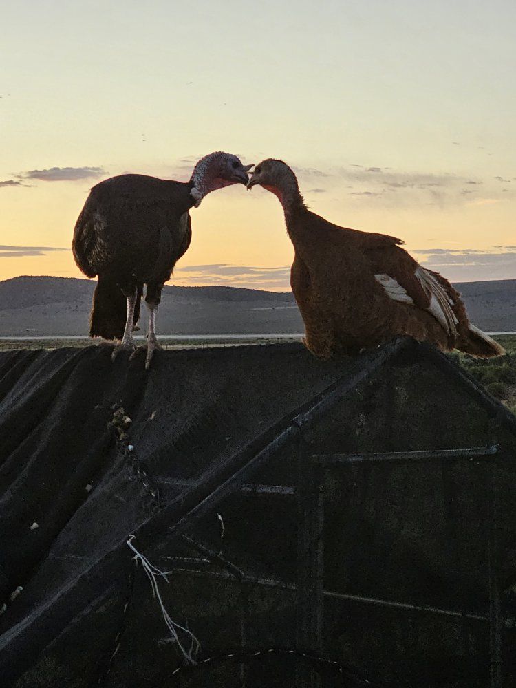 Heritage Turkeys
