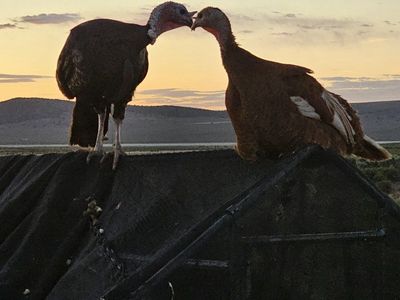 Heritage Turkeys