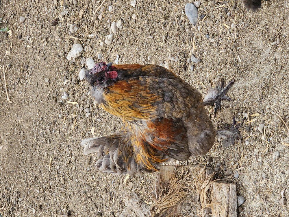 Silkie and Cochin roosters