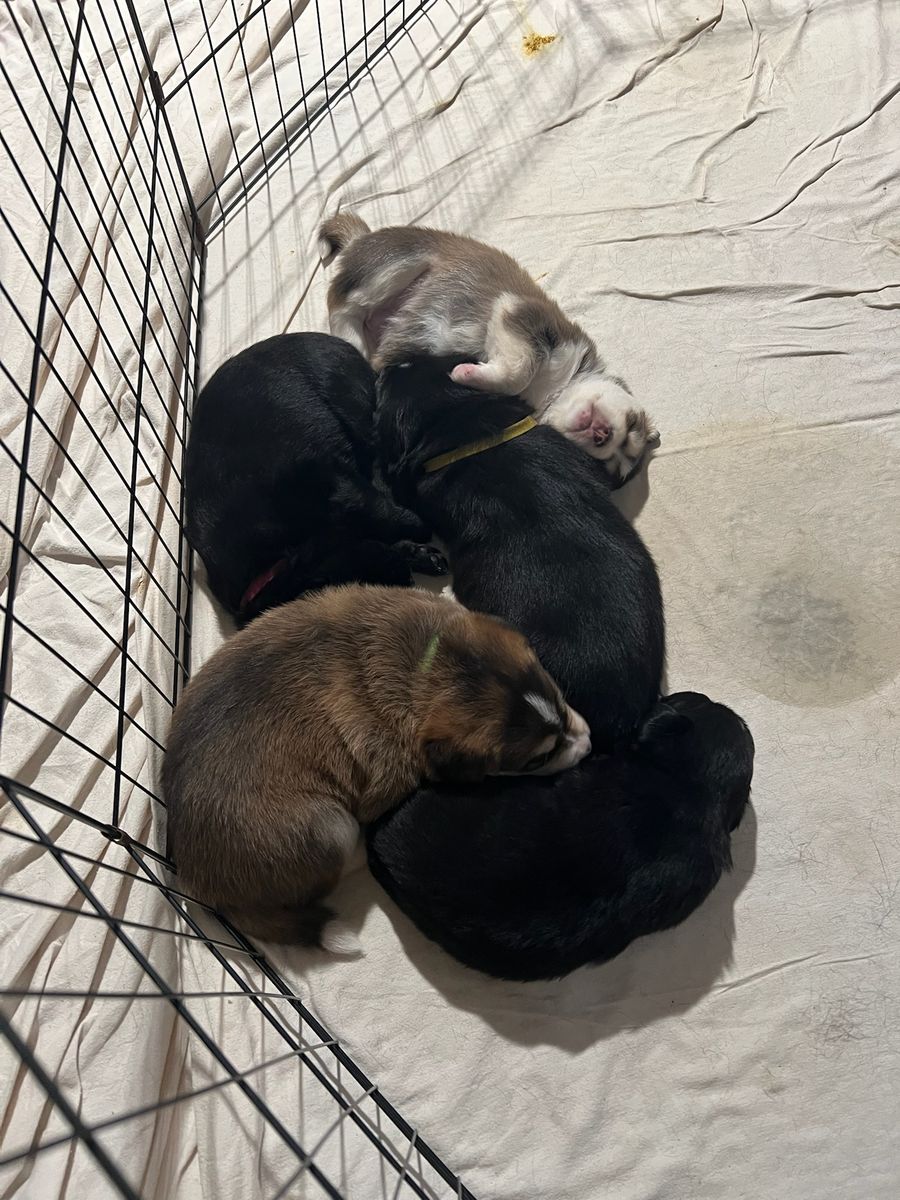 Red Shepherd Malador Puppies - Working Dog Mix