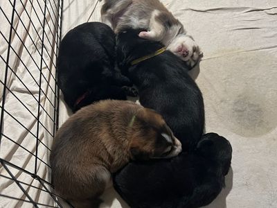 Red Shepherd Malador Puppies - Working Dog Mix