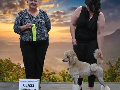 AKC Retired Champion Poodle