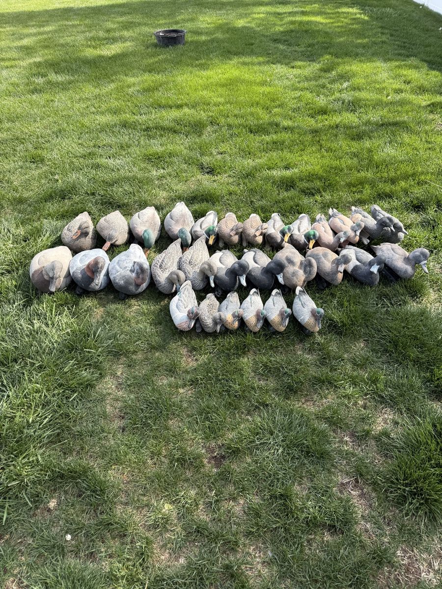 Duck Decoys
