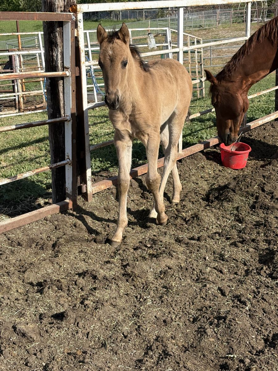 Grulla Filly: Sierra X Hesa Sailin Perty 4/10/26