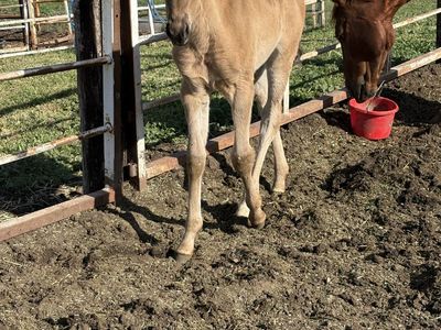 Grulla Filly: Sierra X Hesa Sailin Perty 4/10/26