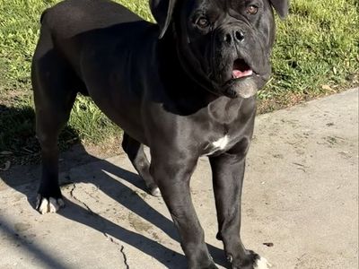 English Bull Dog 9m old (not fixed)