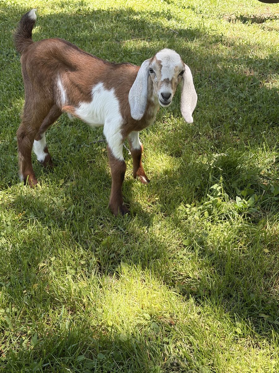 Mini Nubian Buckling