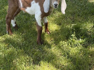 Mini Nubian Buckling