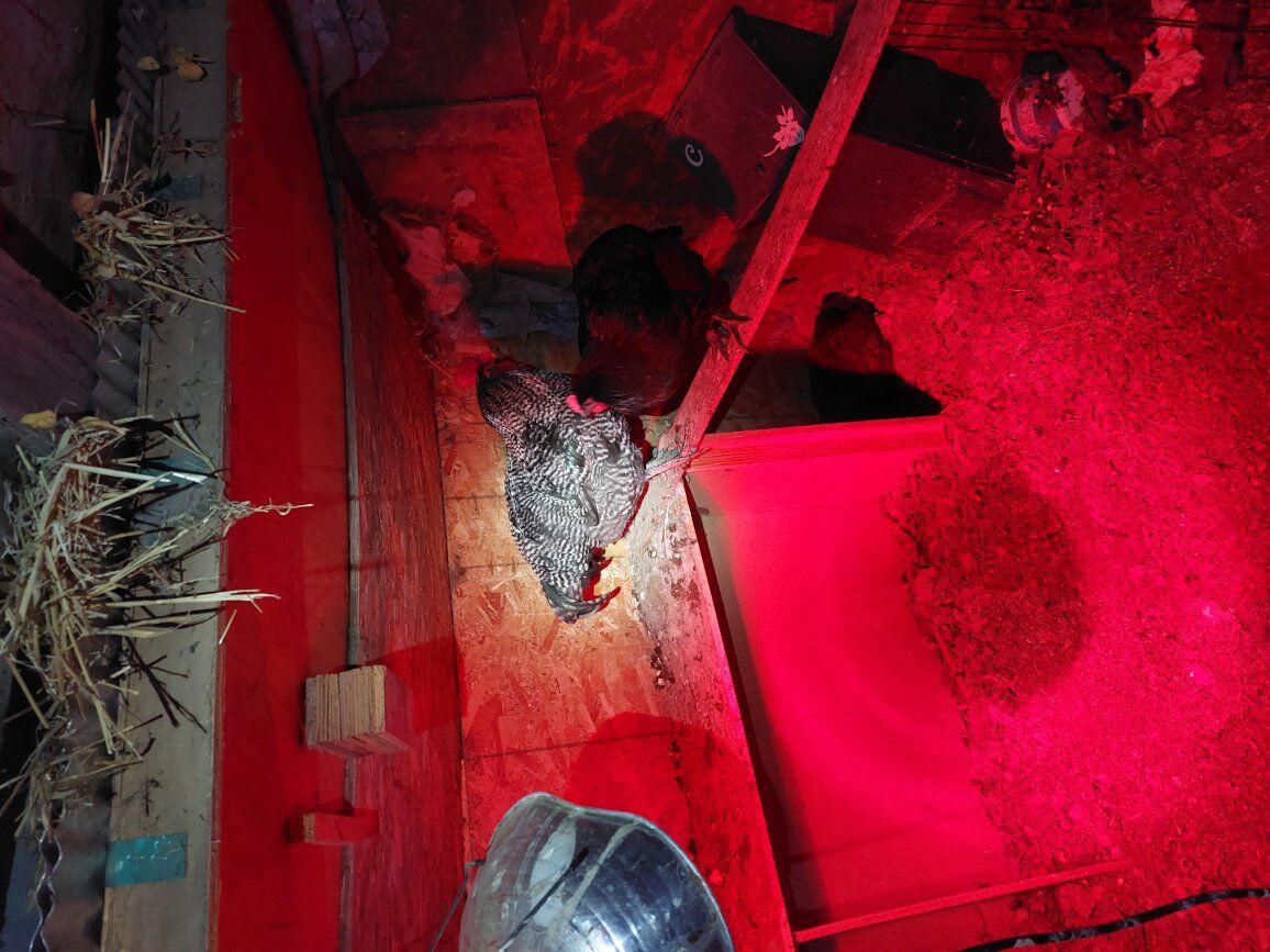 Young roosters born this summer Barred rock Orphin