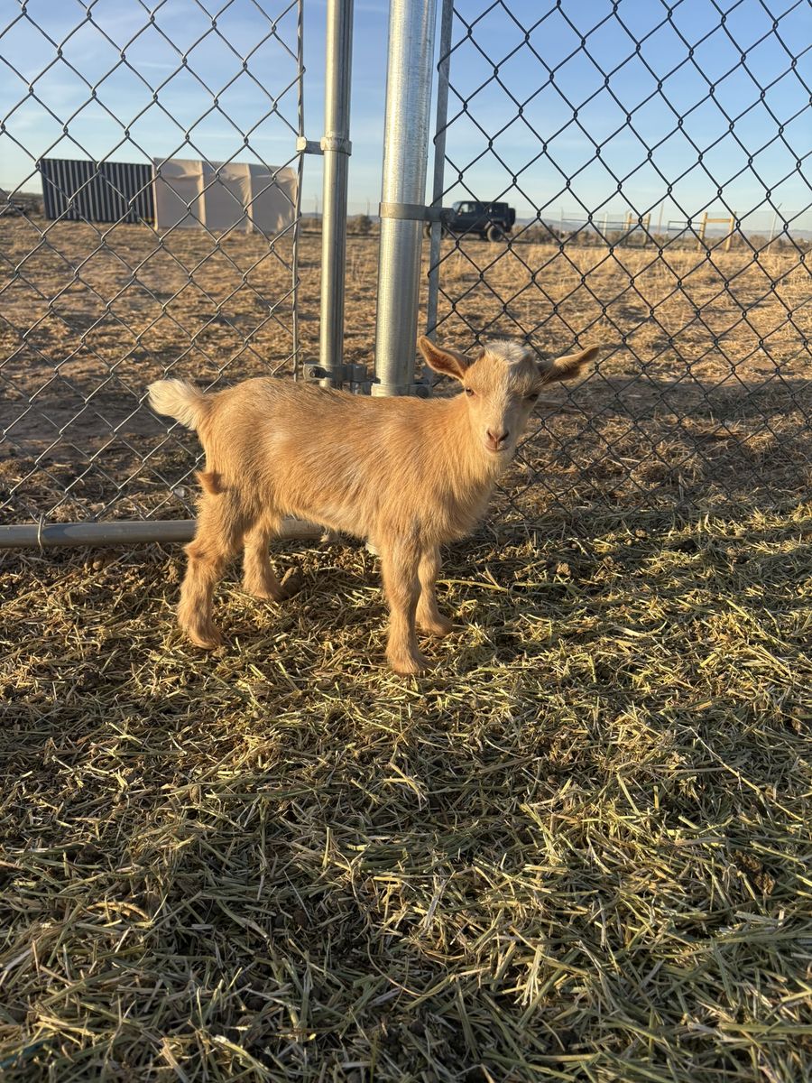 Nigerian Dwarf Doeling