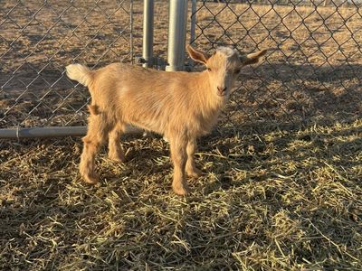 Nigerian Dwarf Doeling